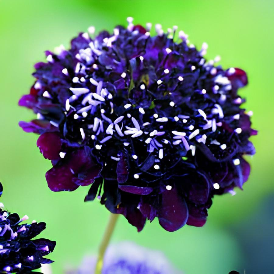 40 Seeds Scabiosa Atropurpurea Black Knight Kings Fresh Seeds
