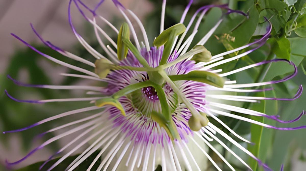 60 Seeds Passiflora actinia Flower Fresh Seeds