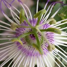60 Seeds Passiflora actinia Flower Fresh Seeds