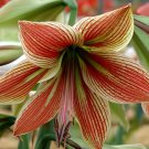 100 Seeds Exotic Amaryllis Fresh Seeds