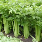 80 Seeds Tall Utah Celery Apium Graveolens Vegetable Fresh Seeds