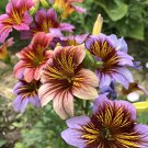 60 Seeds Schizanthus Pinnatus Salpiglossia Sinuata Fresh Seeds