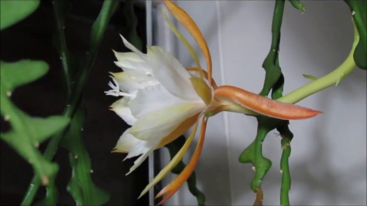 200 Seeds Epiphyllum Anguliger Fishbone Succulent Zig Zag Cactus Fresh Seeds