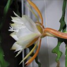 200 Seeds Epiphyllum Anguliger Fishbone Succulent Zig Zag Cactus Fresh Seeds