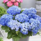 40 Seeds Chinese Colors Hydrangea Real Perennial Flower Fresh Seeds