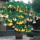 200 Seeds Mix Datura Flower Datura Fresh Seeds