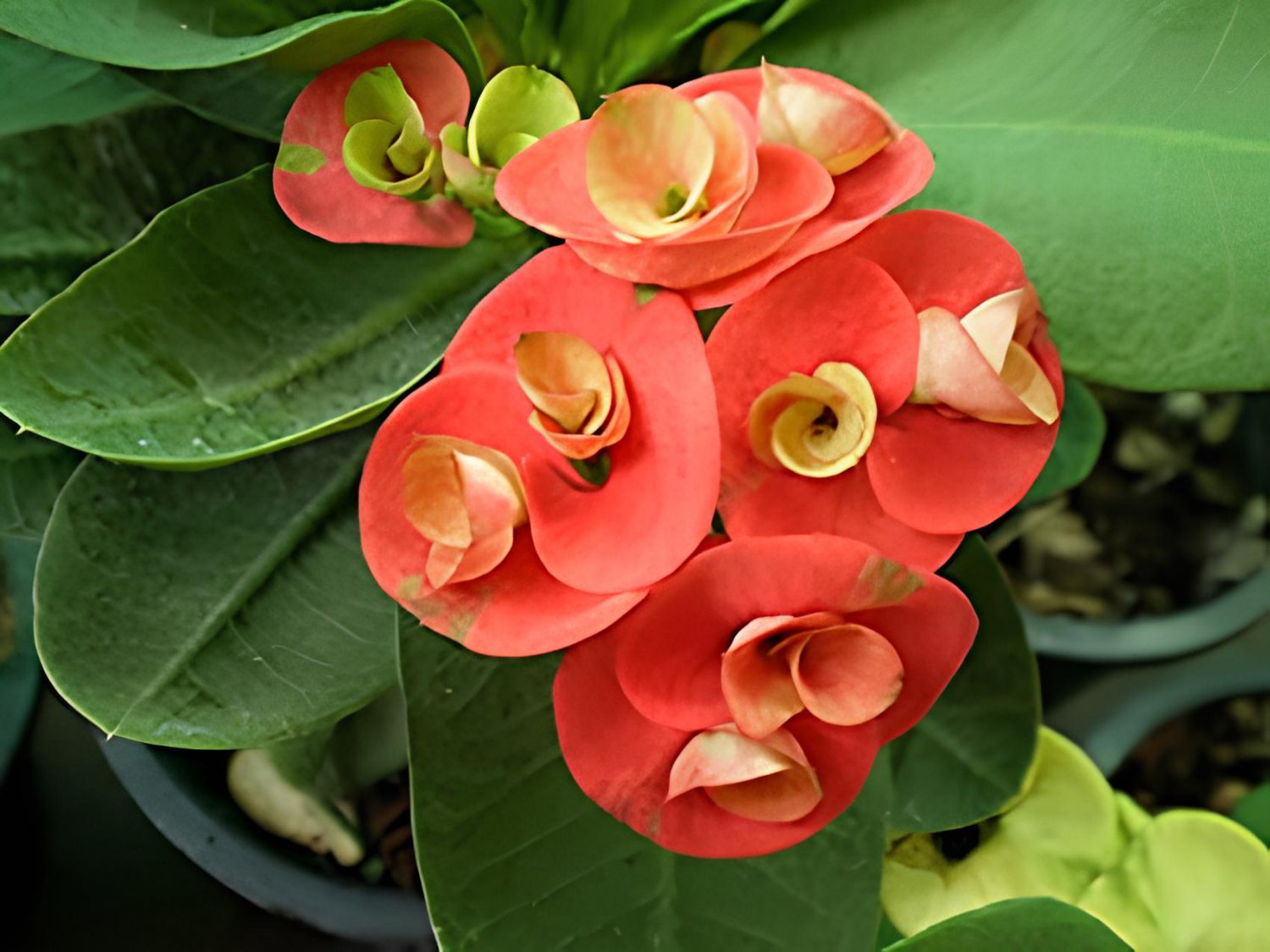 200 Seeds Cactus Euphorbia Milii Fresh Seeds