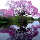 2000 Seeds Bonsai Paulownia Outdoor Royal Empress Flore Fresh Seeds
