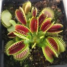 200 Seeds Catchfly Potted Plant Seeds Garden Venus Fly Trap Insectivorous Plant Fresh Seeds