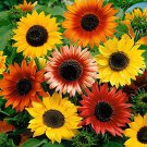20 Seeds Mixed Colors Sunflowers Fresh Seeds
