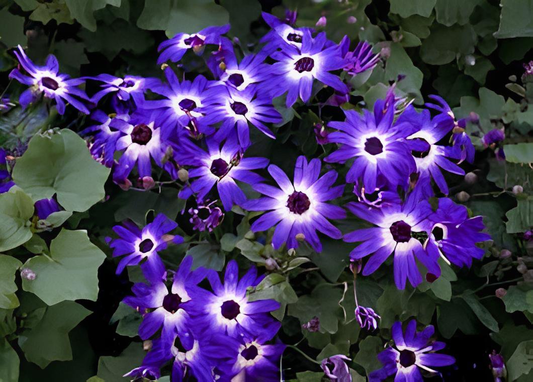 60 Seeds Mixed 9 Colors Florist's Cineraria Fresh Seeds