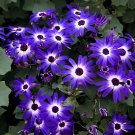 60 Seeds Mixed 9 Colors Florist's Cineraria Fresh Seeds