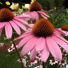 200 Seeds Rare Deep Pink Echinacea Purpurea Coneflower Flowers Fresh Seeds