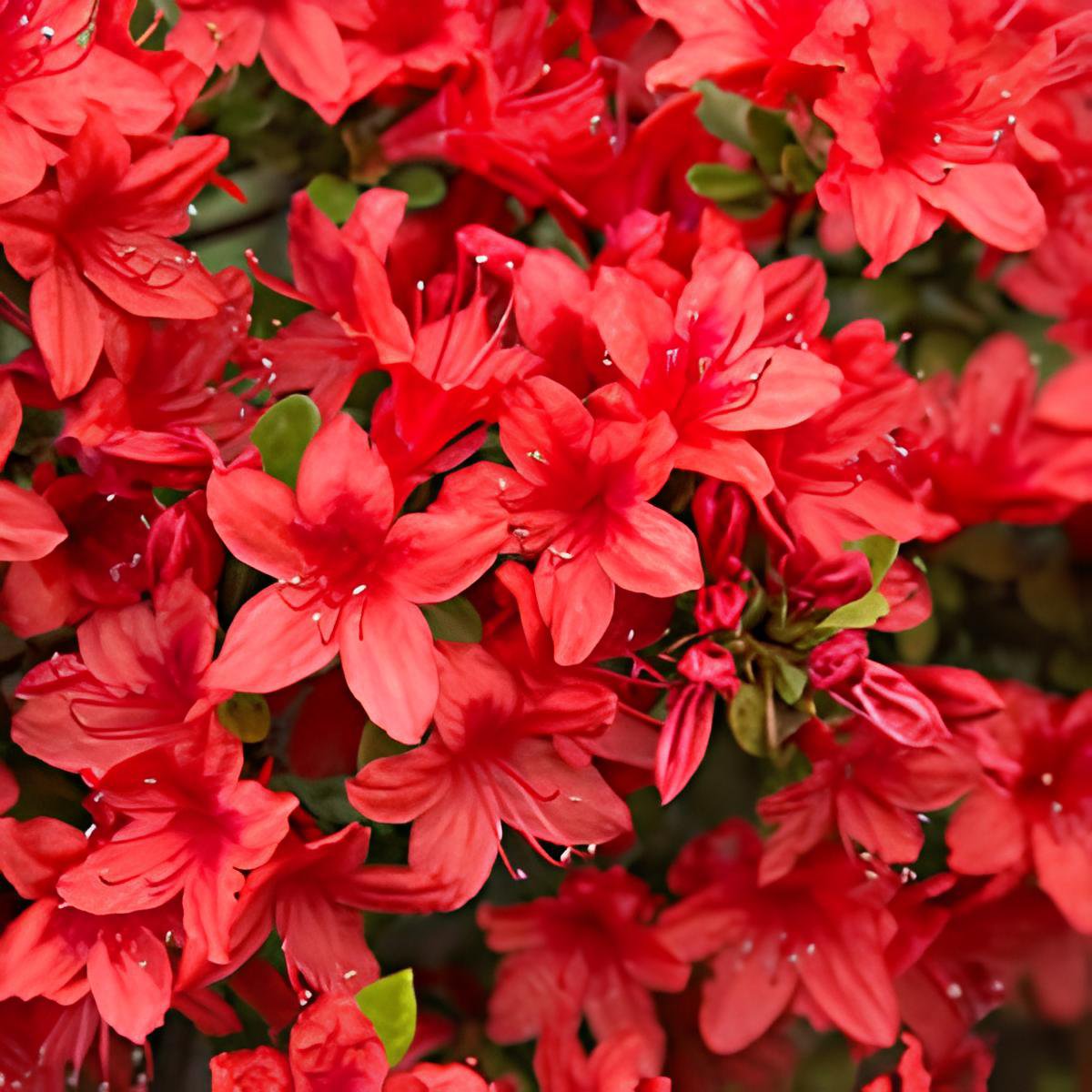 100 Seeds Fresh Rose Red Zalea Rhododendron Fresh Seeds