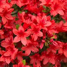 100 Seeds Fresh Rose Red Zalea Rhododendron Fresh Seeds