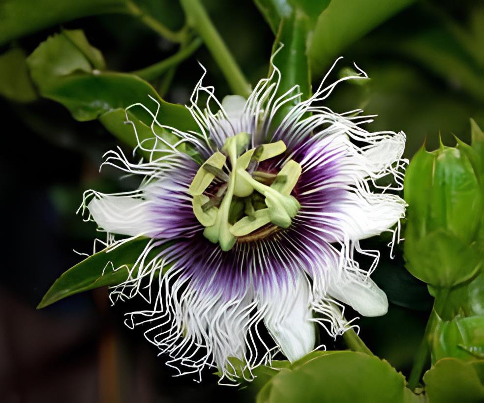 60 Seeds Purple Passiflora Edulis Germination Passion Fruits Fresh Seeds