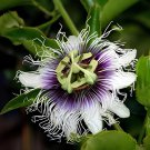 60 Seeds Purple Passiflora Edulis Germination Passion Fruits Fresh Seeds