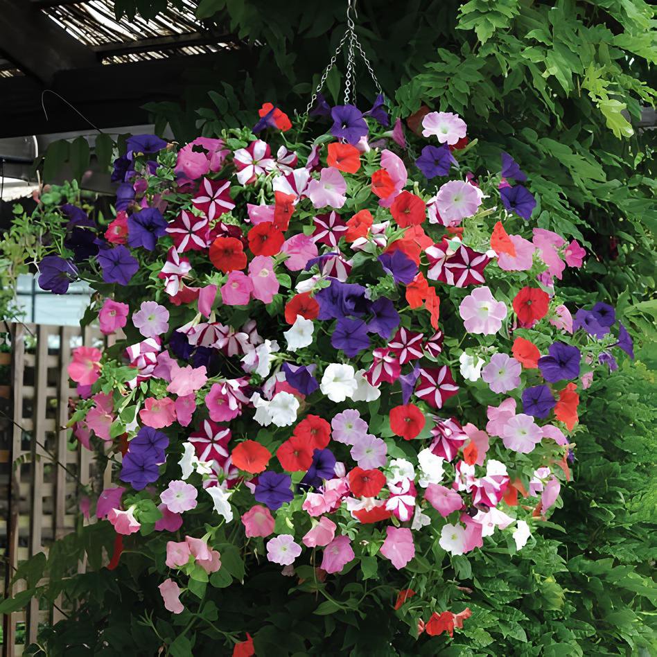 400 Seeds Heirloom Mixed Colorful Hanging Garden Petunia Flower Fresh Seeds