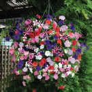 400 Seeds Heirloom Mixed Colorful Hanging Garden Petunia Flower Fresh Seeds