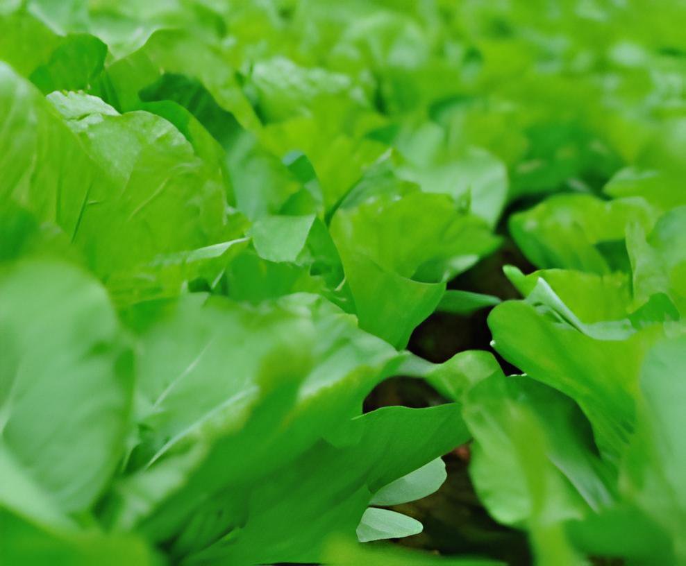240 Seeds Heirloom Organic Green Leaf Mustard Brassica juncea Vegetables Fresh Seeds