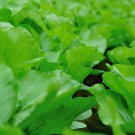 240 Seeds Heirloom Organic Green Leaf Mustard Brassica juncea Vegetables Fresh Seeds