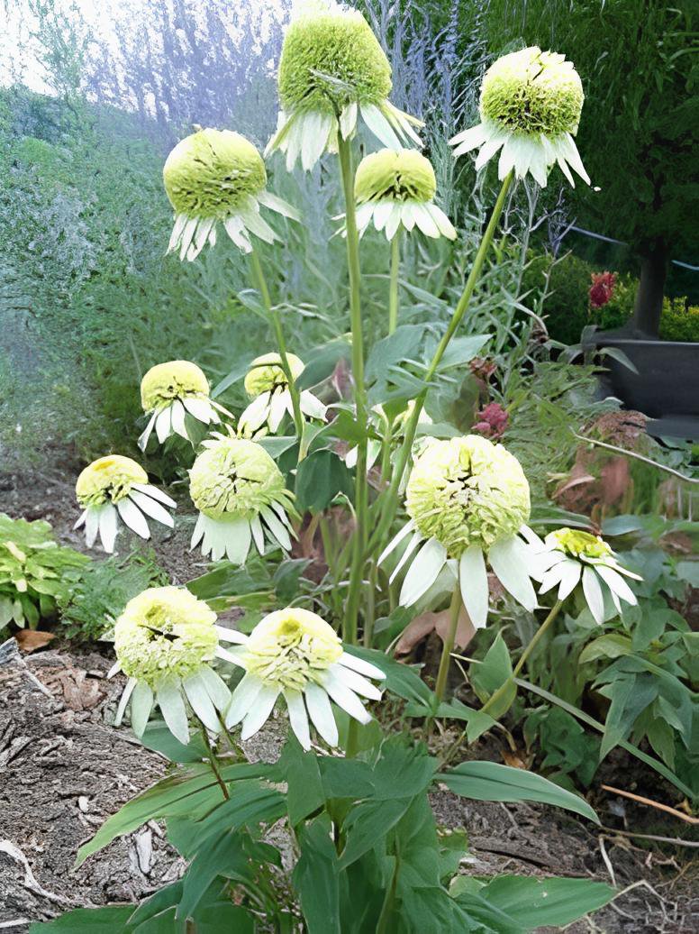 200 Seeds Coconut Lime' Echinacea Fresh Seeds