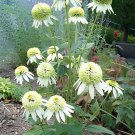 200 Seeds Coconut Lime' Echinacea Fresh Seeds