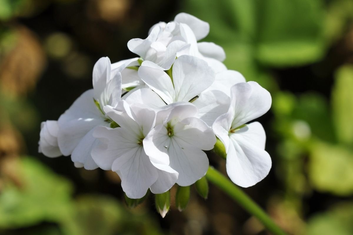 20 Seeds Geranium Purely Milky White Big Blooms Perennial Fresh Seeds