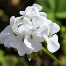 20 Seeds Geranium Purely Milky White Big Blooms Perennial Fresh Seeds