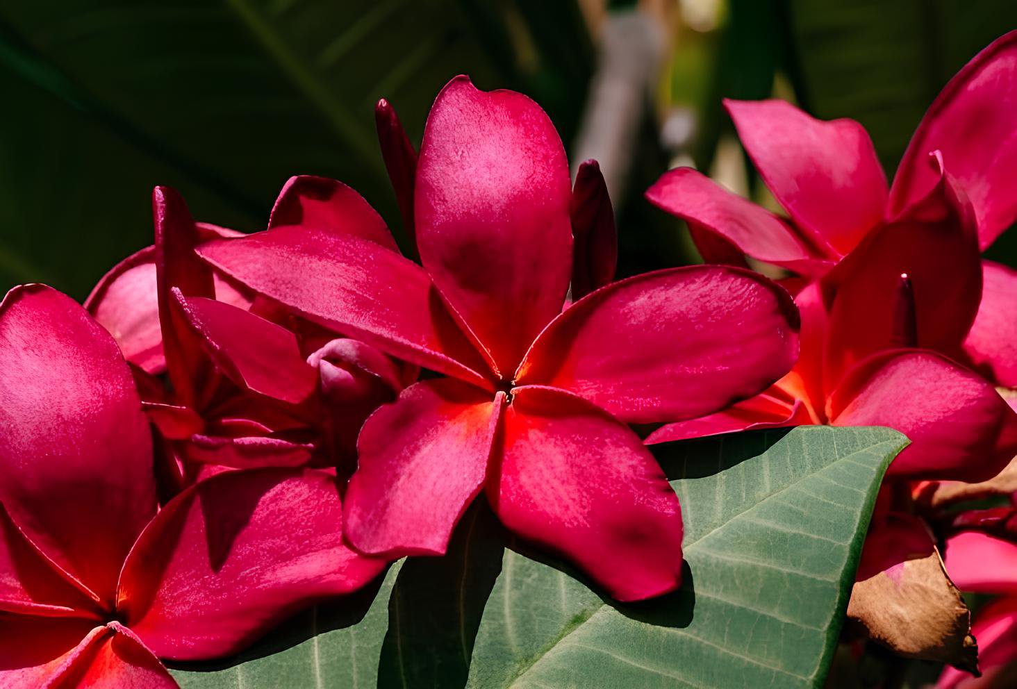 400 Seeds Plumeria Rare Exotic Flower Fresh Seeds