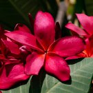 400 Seeds Plumeria Rare Exotic Flower Fresh Seeds