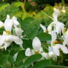 20 Seeds Chinese Moringa Fresh Seeds