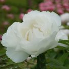10 Seeds Bai Dew' Snow-white Peony Tree Flower Fresh Seeds