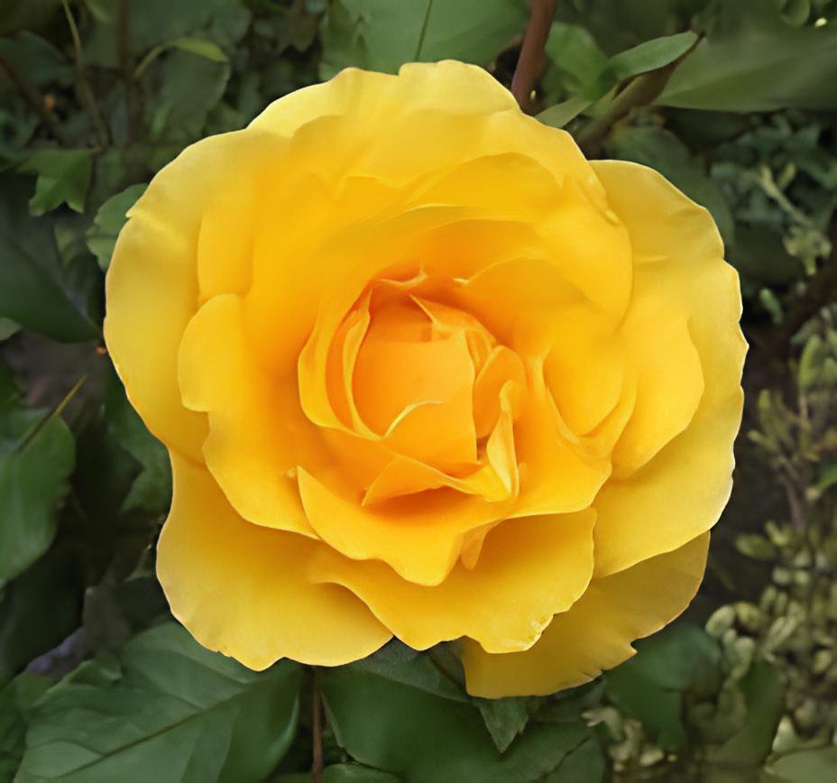 100 Seeds New Yellow Rose Bush Perennial Flower Fresh Seeds