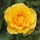 100 Seeds New Yellow Rose Bush Perennial Flower Fresh Seeds