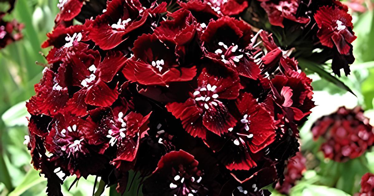 400 Seeds Heirloom Dianthus Dark Red Sweet William Annual Flower Fresh Seeds