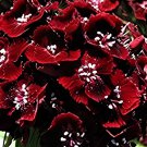 400 Seeds Heirloom Dianthus Dark Red Sweet William Annual Flower Fresh Seeds