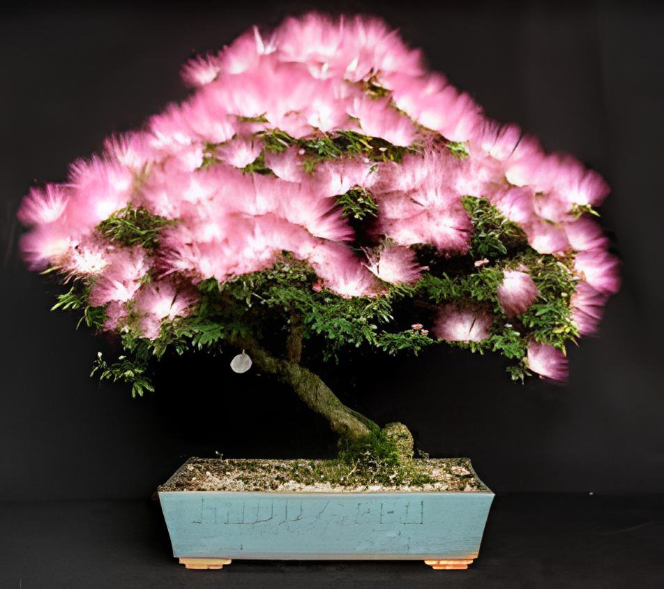 20 Seeds Silk Floss Tree Albizzia Julibrissin Bonsai Nemu Tree Fresh Seeds