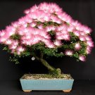 20 Seeds Silk Floss Tree Albizzia Julibrissin Bonsai Nemu Tree Fresh Seeds