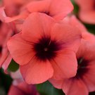 20 Seeds Violet Star Vinca Flower Fresh Seeds