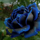 100 Seeds New Midnight Supreme Rose Bush Flower Fresh Seeds