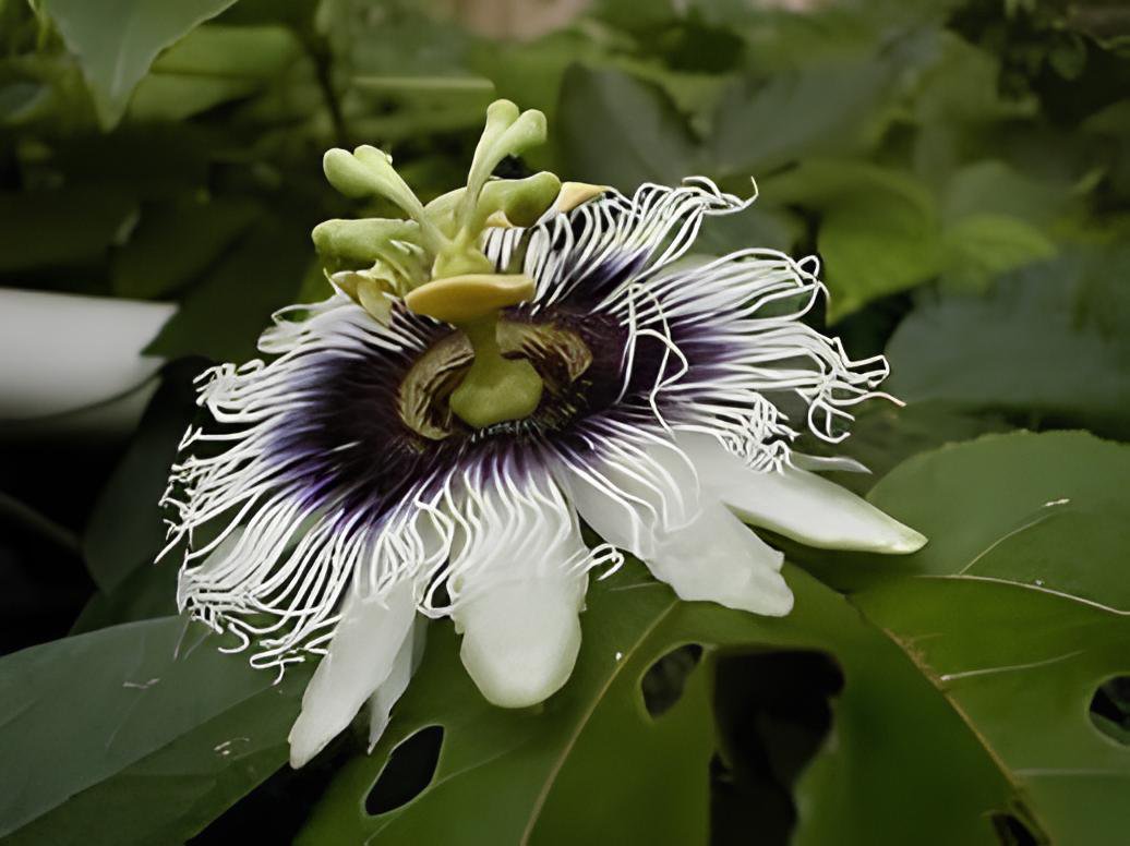 60 Seeds Passiflora Panama Red Fresh Seeds