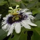 60 Seeds Passiflora Panama Red Fresh Seeds