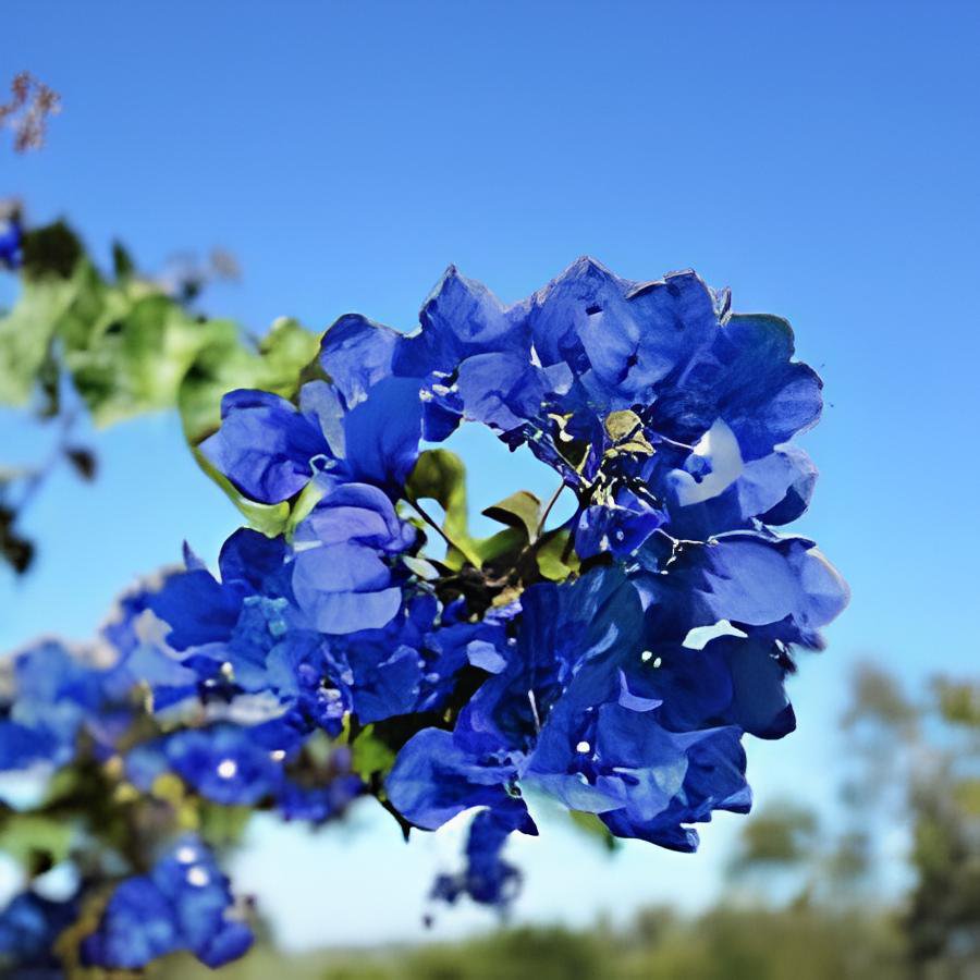 100 Seeds Bougainvillea Blue Colors Fresh Seeds