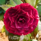 100 Seeds Camellia Flowers Plants Fresh Seeds