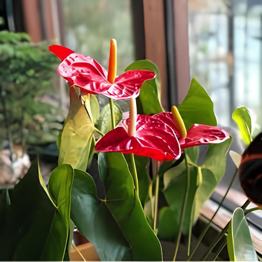 200 Seeds Anthurium Andraeanu Bonai Plant Colorful Anthurium Potted Flowers Fresh Seeds