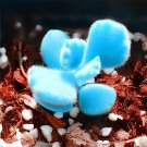 80 Seeds Rare Mini Blue lithops Plant Succulent Flores Fresh Seeds