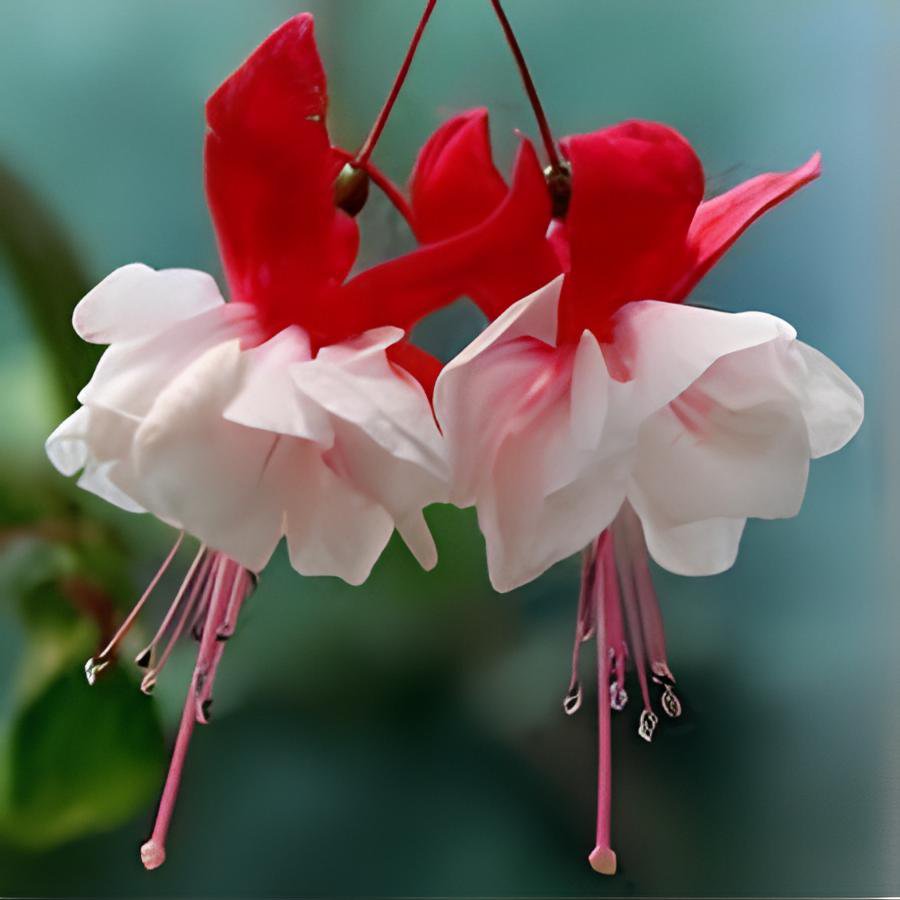 200 Seeds Fuchsia Lanterns/Flower Bonsai Indoor Fresh Seeds