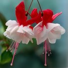 200 Seeds Fuchsia Lanterns/Flower Bonsai Indoor Fresh Seeds