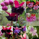 200 Seeds Purple Double Petals Fuchsia Bonsai Potted Flower Fresh Seeds